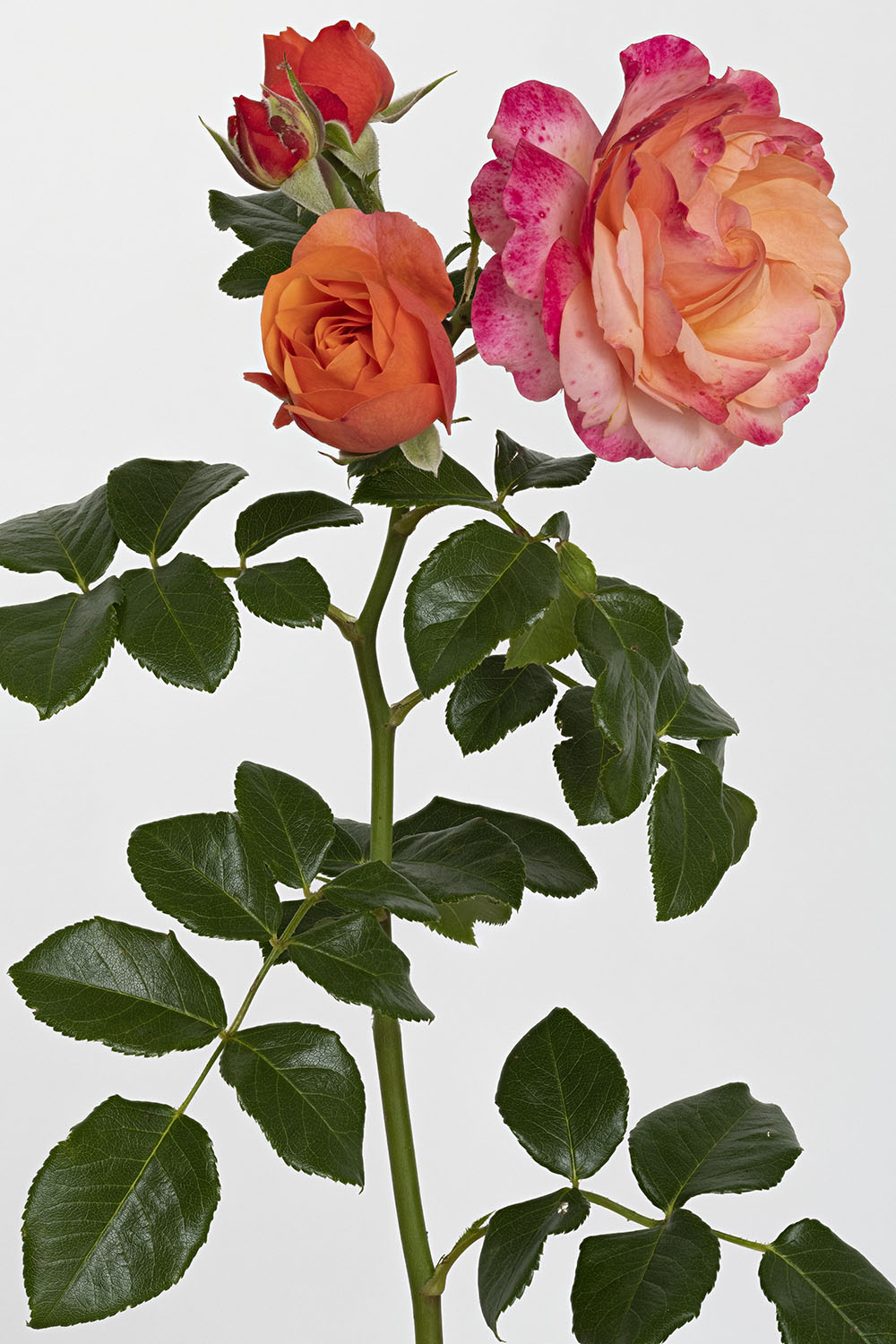 Jardin de Bagatelle #pierrejosephredout&eacute;